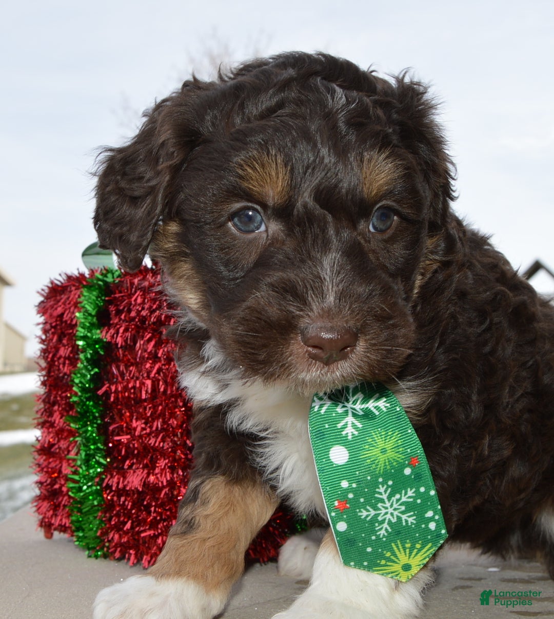 Mini Aussiedoodle dogs for sale: Mini Archie - Ad 4