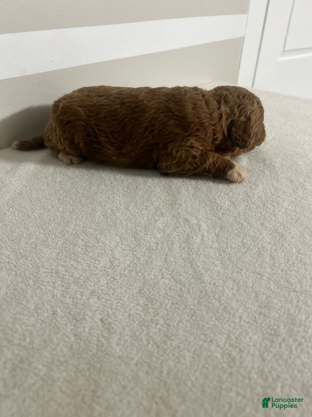 Mini Goldendoodle dogs for sale: Chad - Ad 2