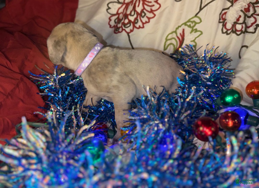 Great Dane dogs for sale: Milo - Ad 5