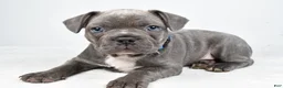 Frenchton dogs for sale: Asher - Ad 3