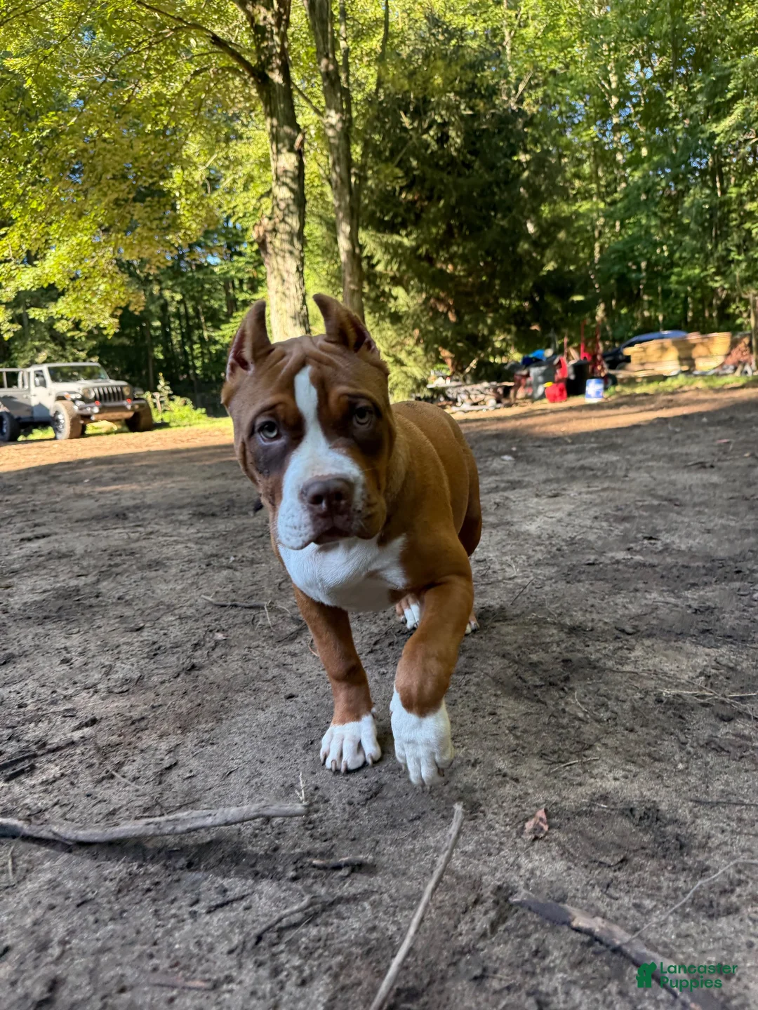 American Bully dogs for sale:  Miss Mama - Ad 2