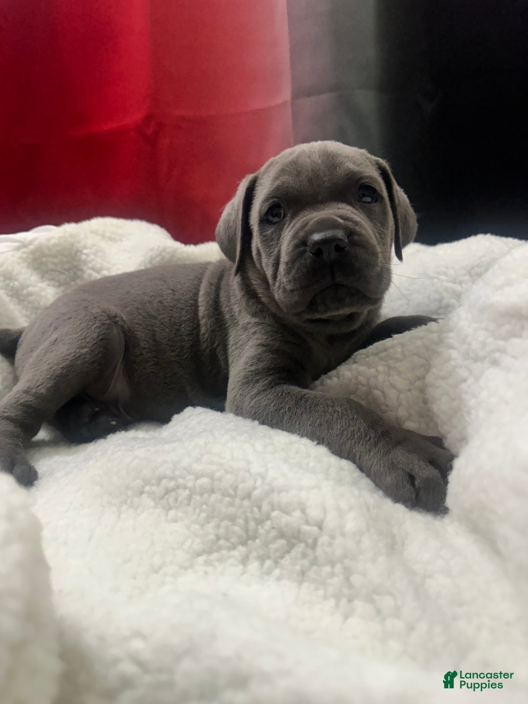 Cane Corso dogs for sale: Shila  - Ad 8