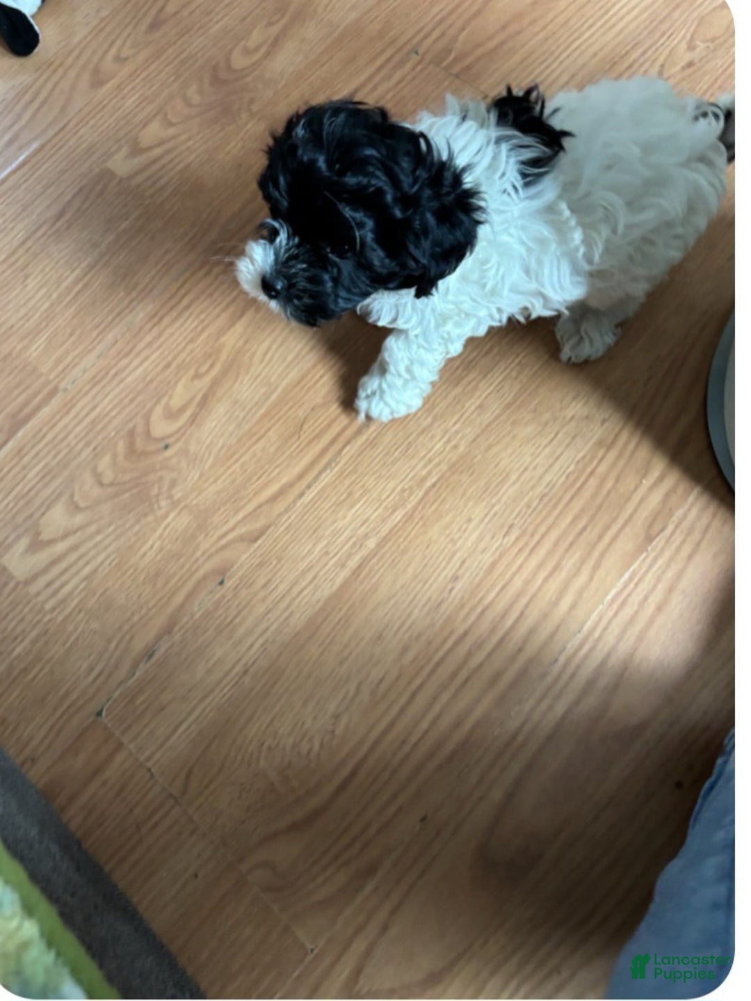 Bichpoo dogs for sale: Tucker - Ad 3