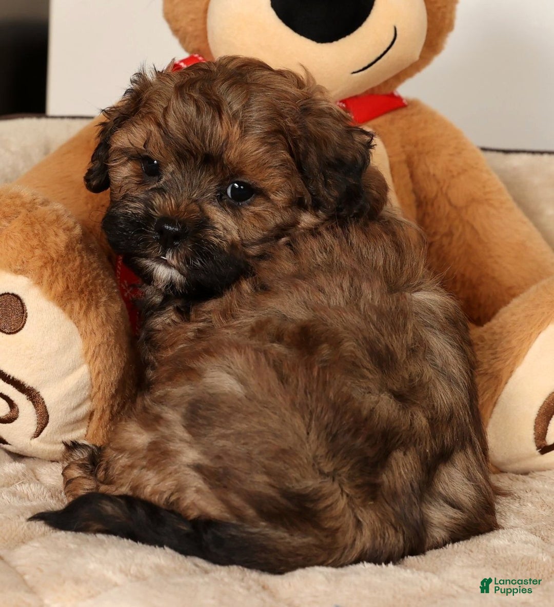 Shihpoo dogs for sale: Bear - Ad 4