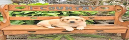 Golden Retriever dogs for sale: Dora - Ad 2