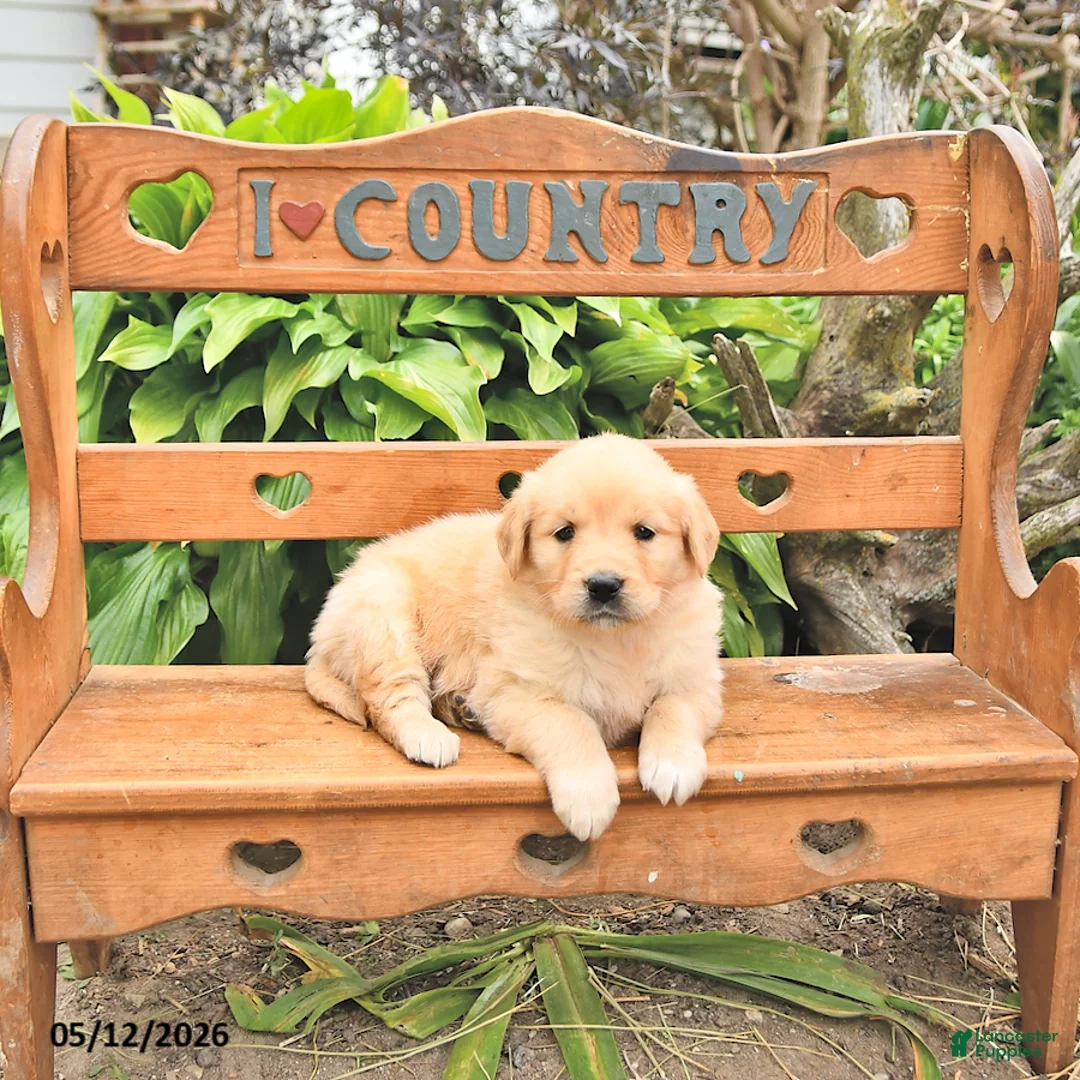 Golden Retriever dogs for sale: Dora - Ad 2