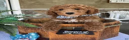 Mini Goldendoodle dogs for sale: Wade - Ad 3