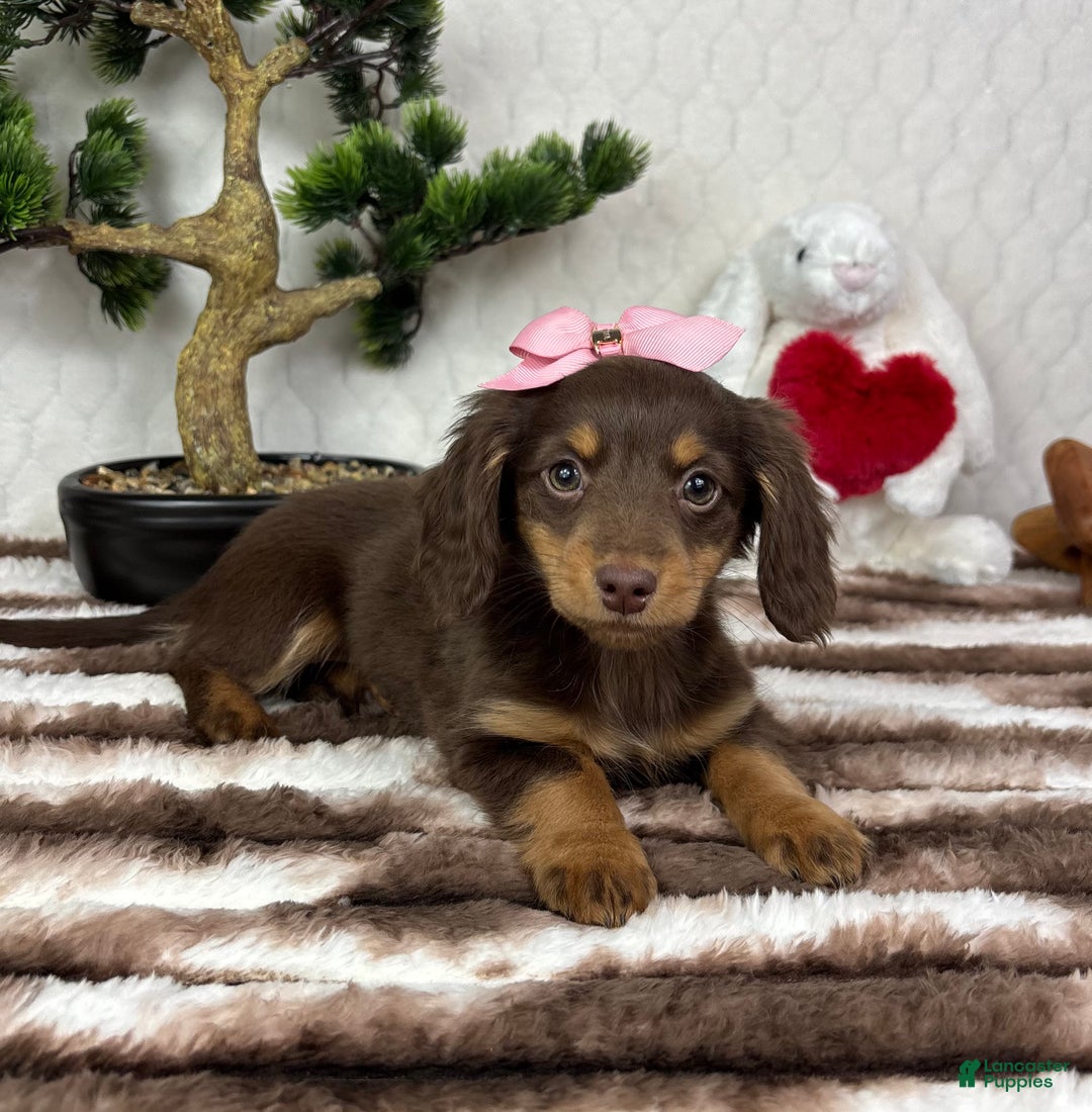 Miniature Dachshund dogs for sale: Daisy  - Ad 2
