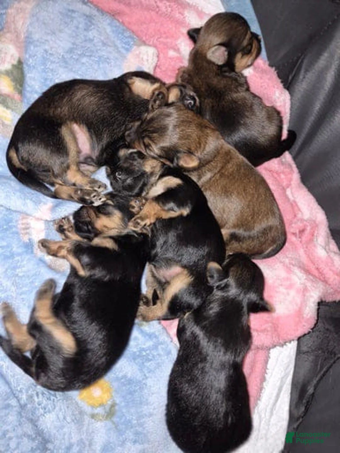 Yorkshire Terrier dogs for sale: Henry - Ad 5