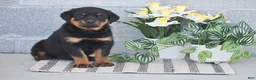 Rottweiler dogs for sale: Nicole - Ad 3
