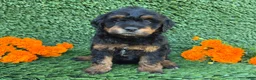 Mini Goldendoodle dogs for sale: Lola - Ad 1