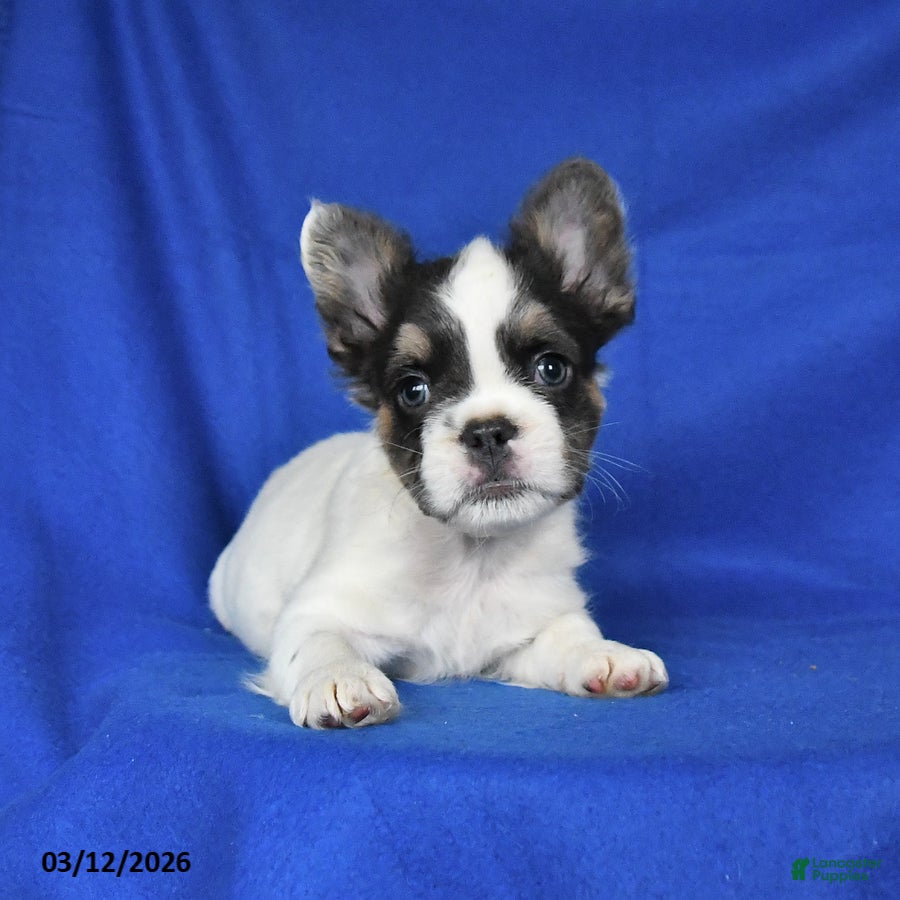 French Bulldog dogs Ace - Ad 2