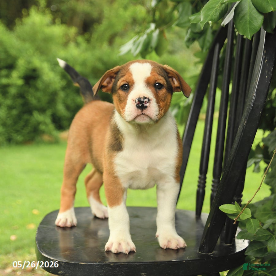 Mixed Breed dogs Harrison - Ad 2