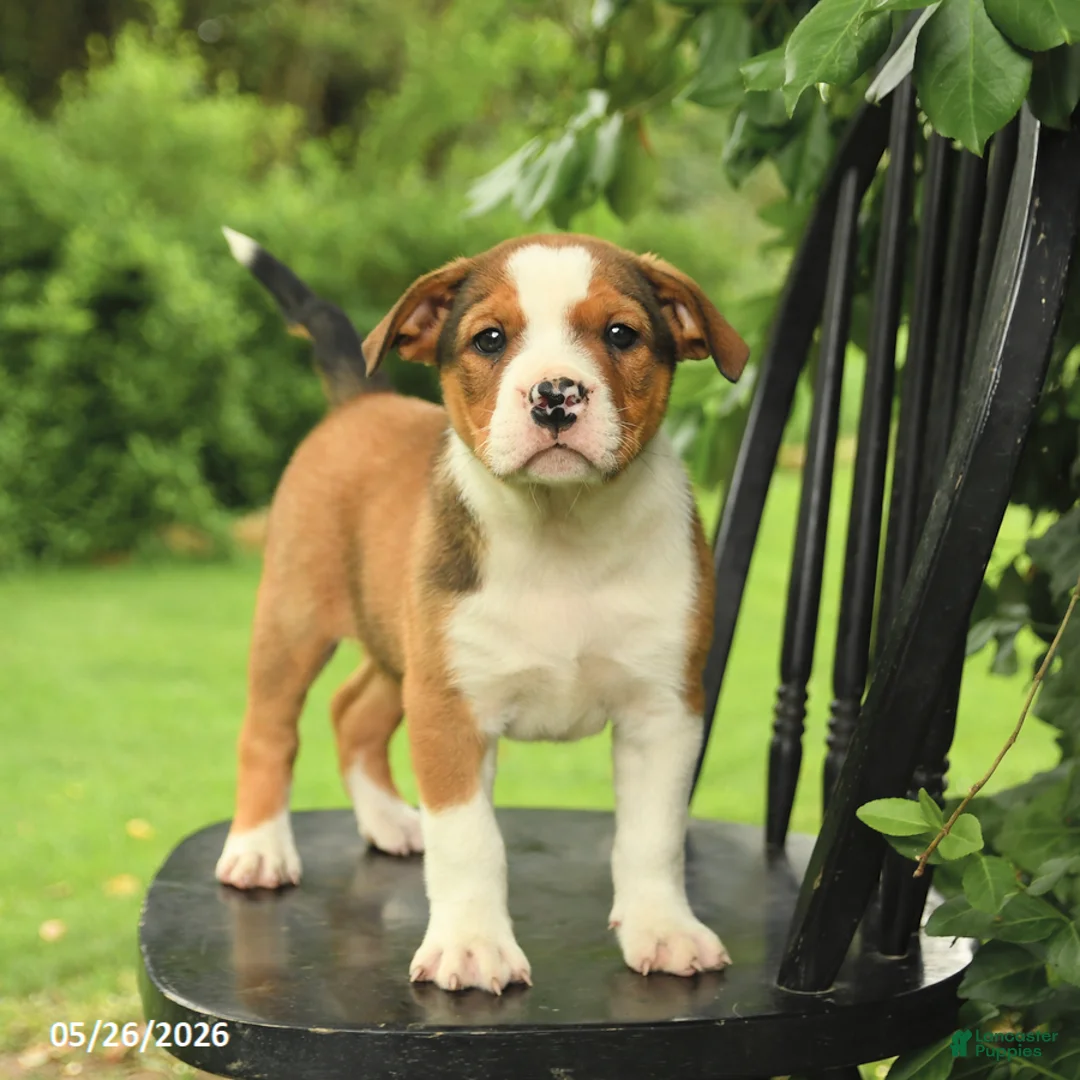 Mixed Breed dogs for sale: Harrison - Ad 2