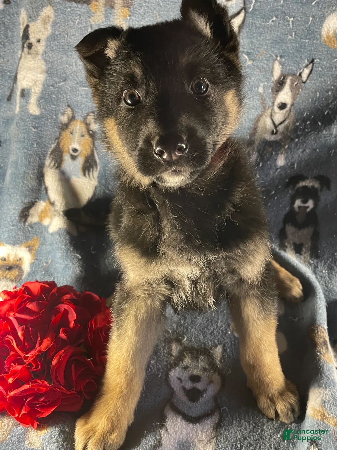 German Shepherd dogs for sale: Willow - Ad 1