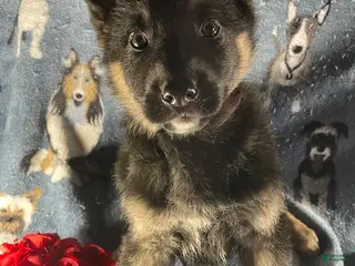 German Shepherd dogs Willow - Ad 35