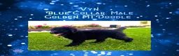 Mixed Breed dogs for sale: ⭐ Vyn — Blue Collar • Male Golden Mt Doodle - Ad 4
