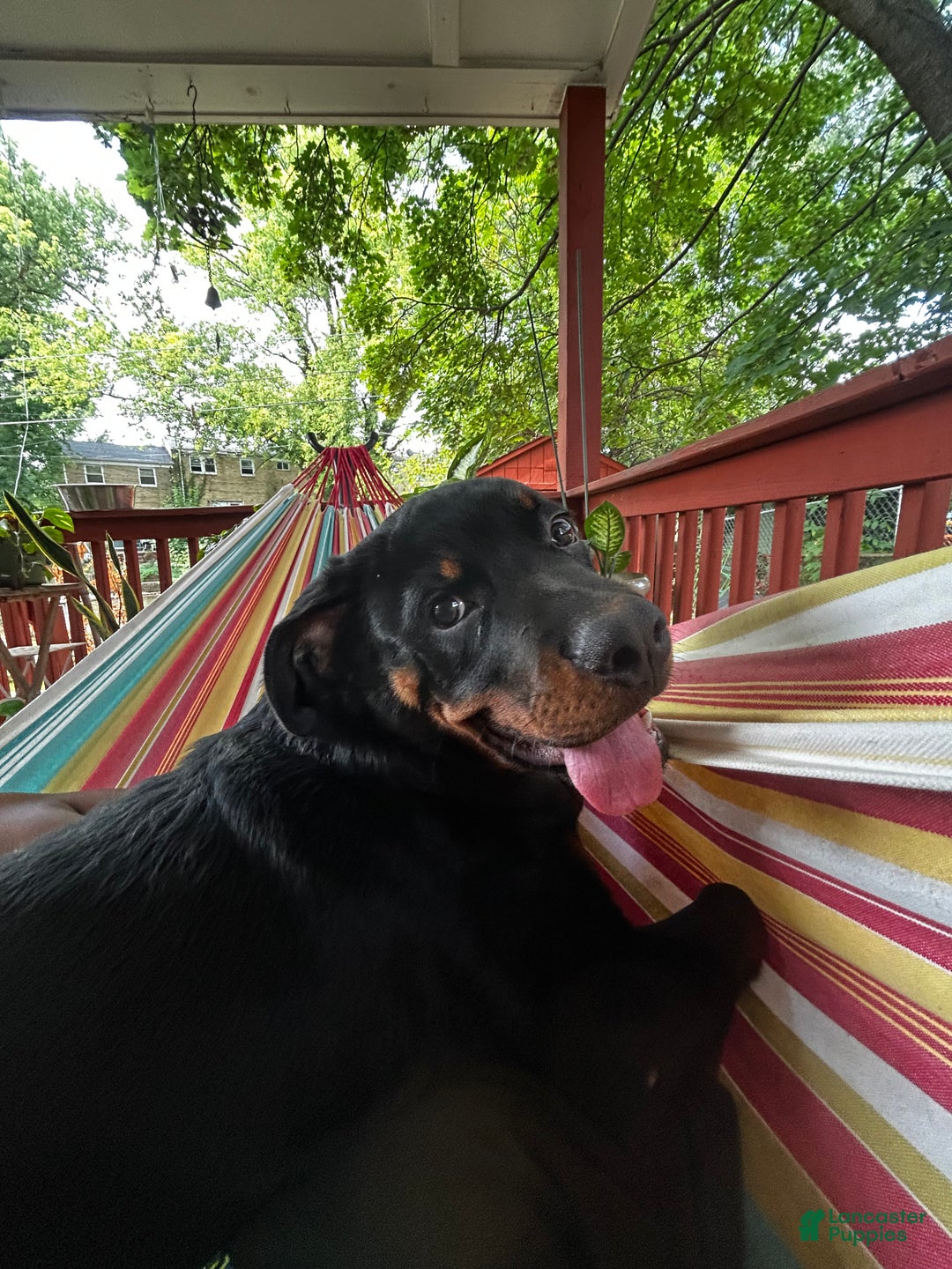 Rottweiler dogs for sale: Loki  - Ad 10