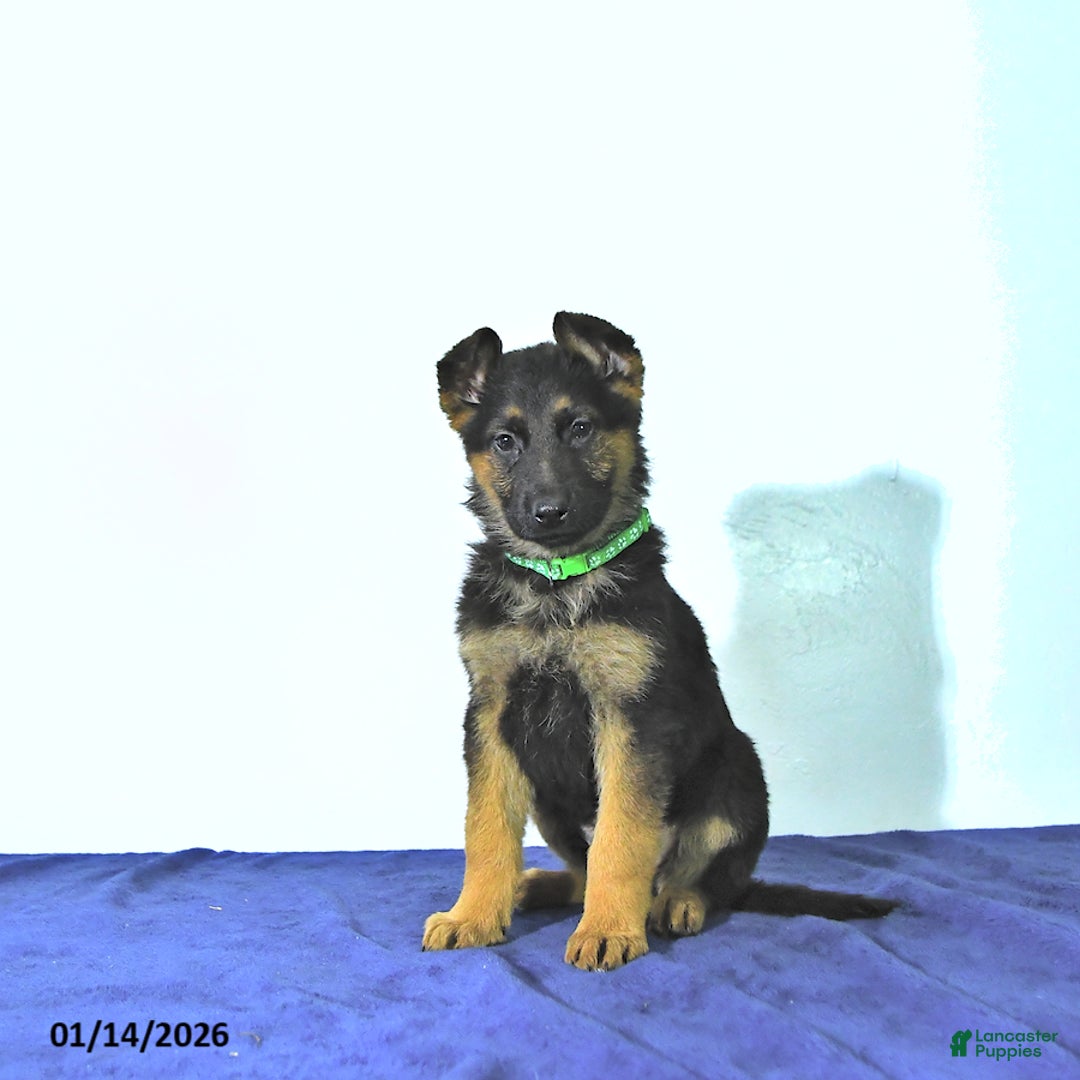 German Shepherd dogs for sale: Roger - Ad 4
