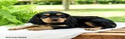 Cockalier dogs for sale: Reeses - Ad 4