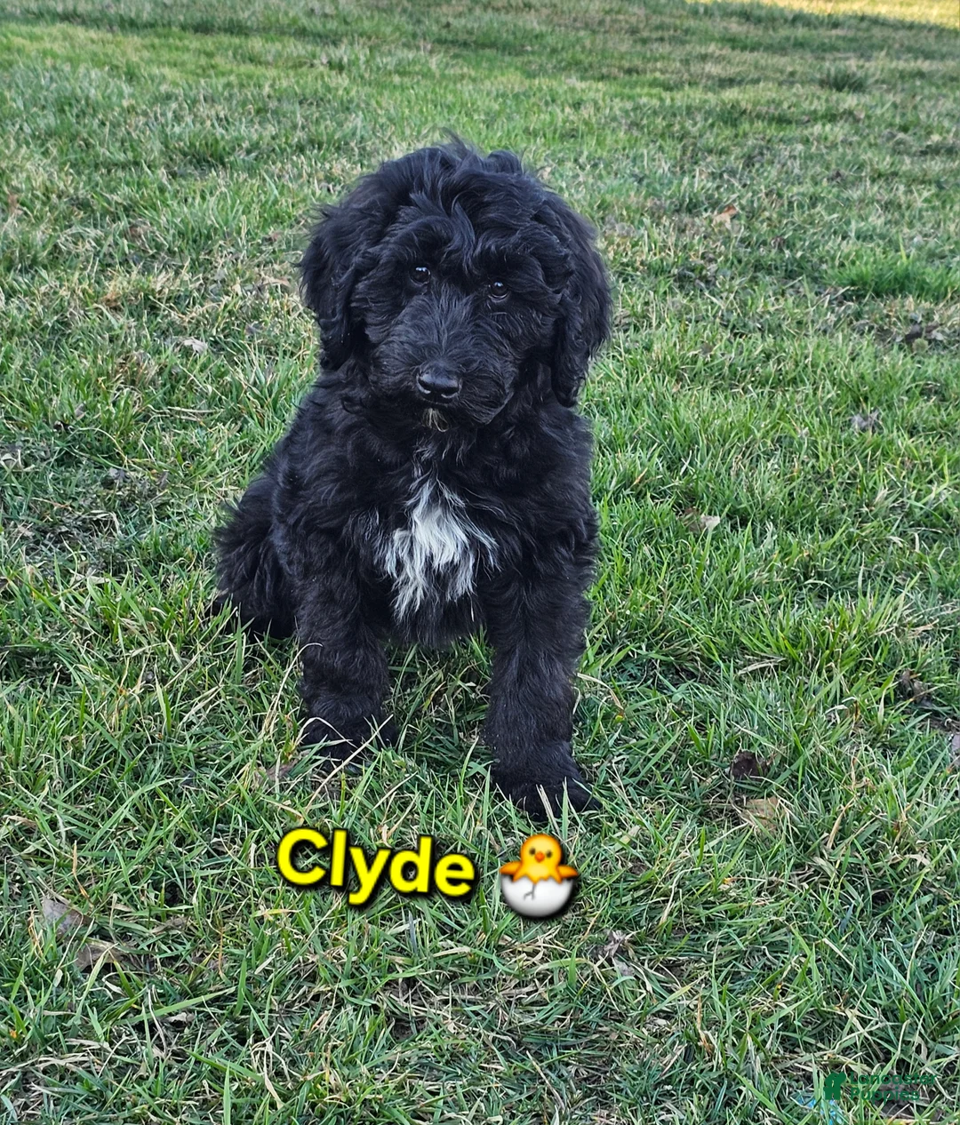 Goldendoodle dogs for sale: Clyde - Ad 1