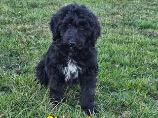 Goldendoodle dogs Clyde - Ad 6