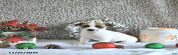 Jack Russell Terrier dogs for sale: Mikki - Ad 3