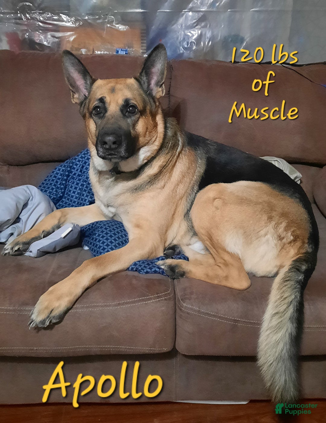 German Shepherd dogs for sale: Diamond - Ad 46