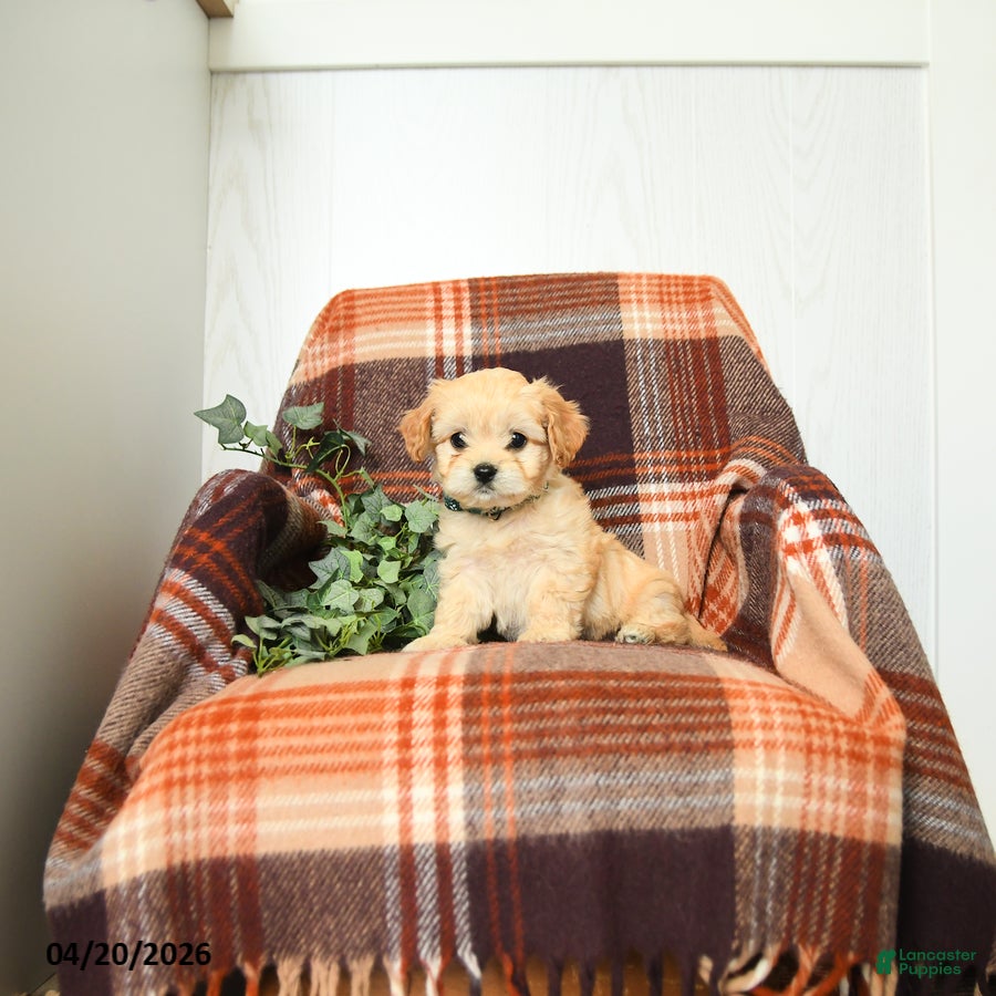 Cavachon dogs Kenny - Ad 1