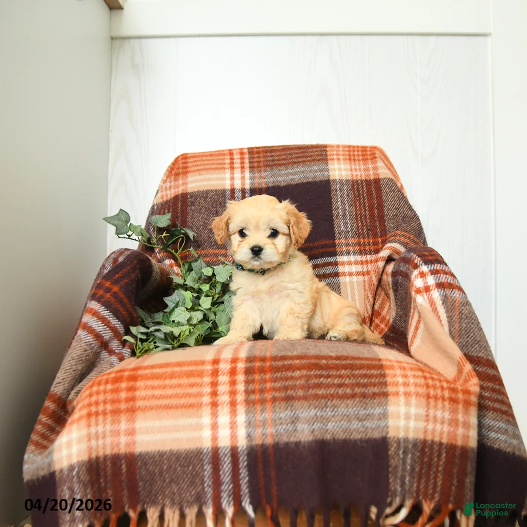 Cavachon dogs for sale: Kenny - Ad 1