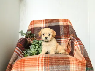 Cavachon dogs for sale: Kenny - Ad 4