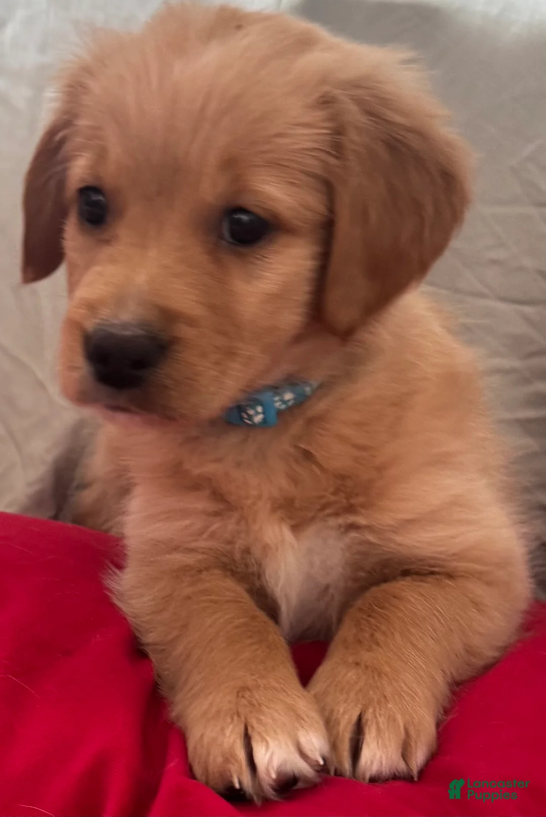 Mixed Breed dogs for sale: Light Blue Collar - Ad 1