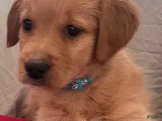 Mixed Breed dogs Light Blue Collar - Ad 9