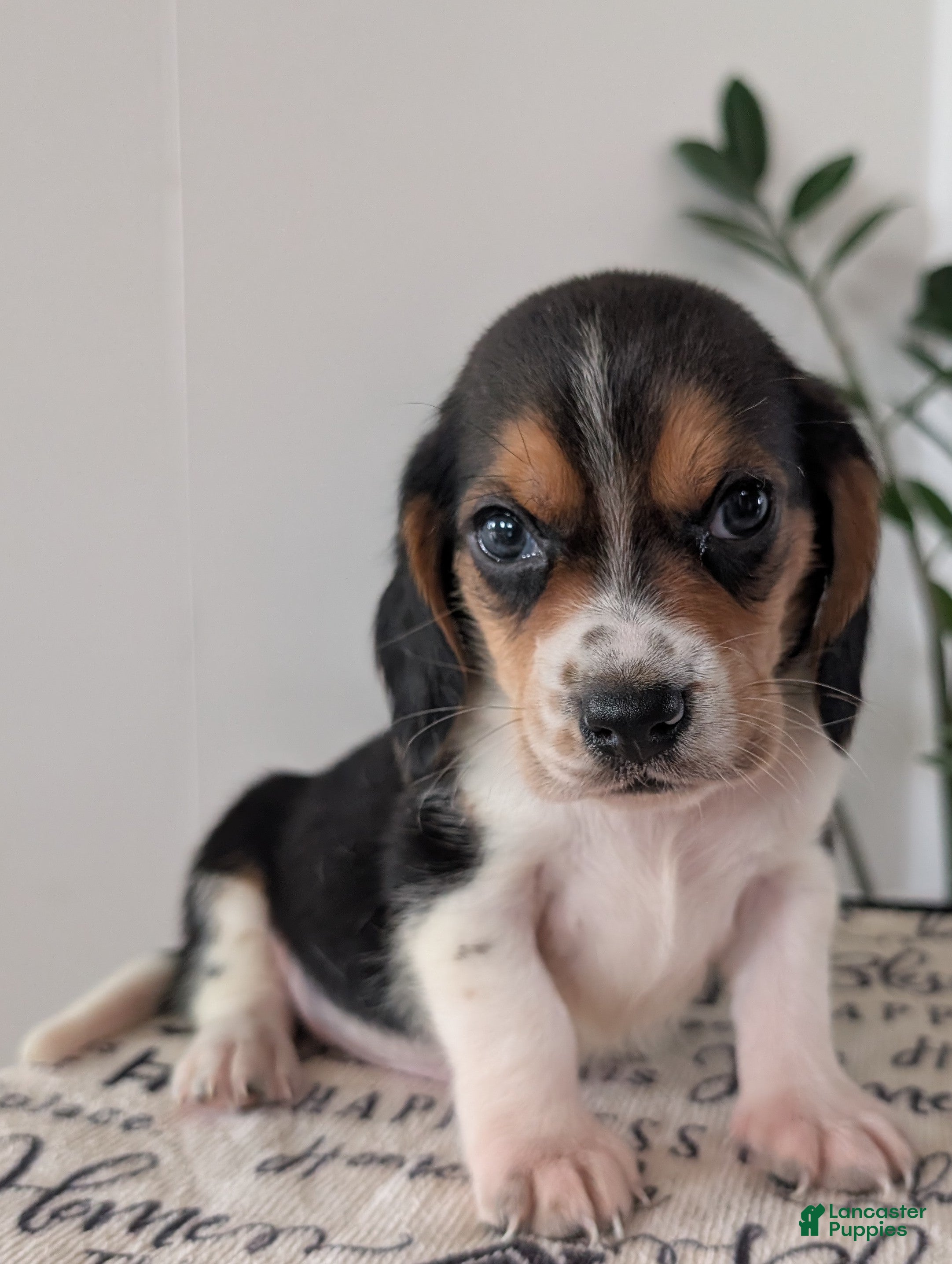 Mixed Breed dogs Roy  - Ad 1