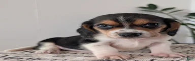 Roy 