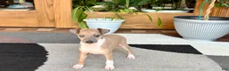 Italian Greyhound dogs for sale: Italian Greyhound male 3 Fawn boy  - Ad 6