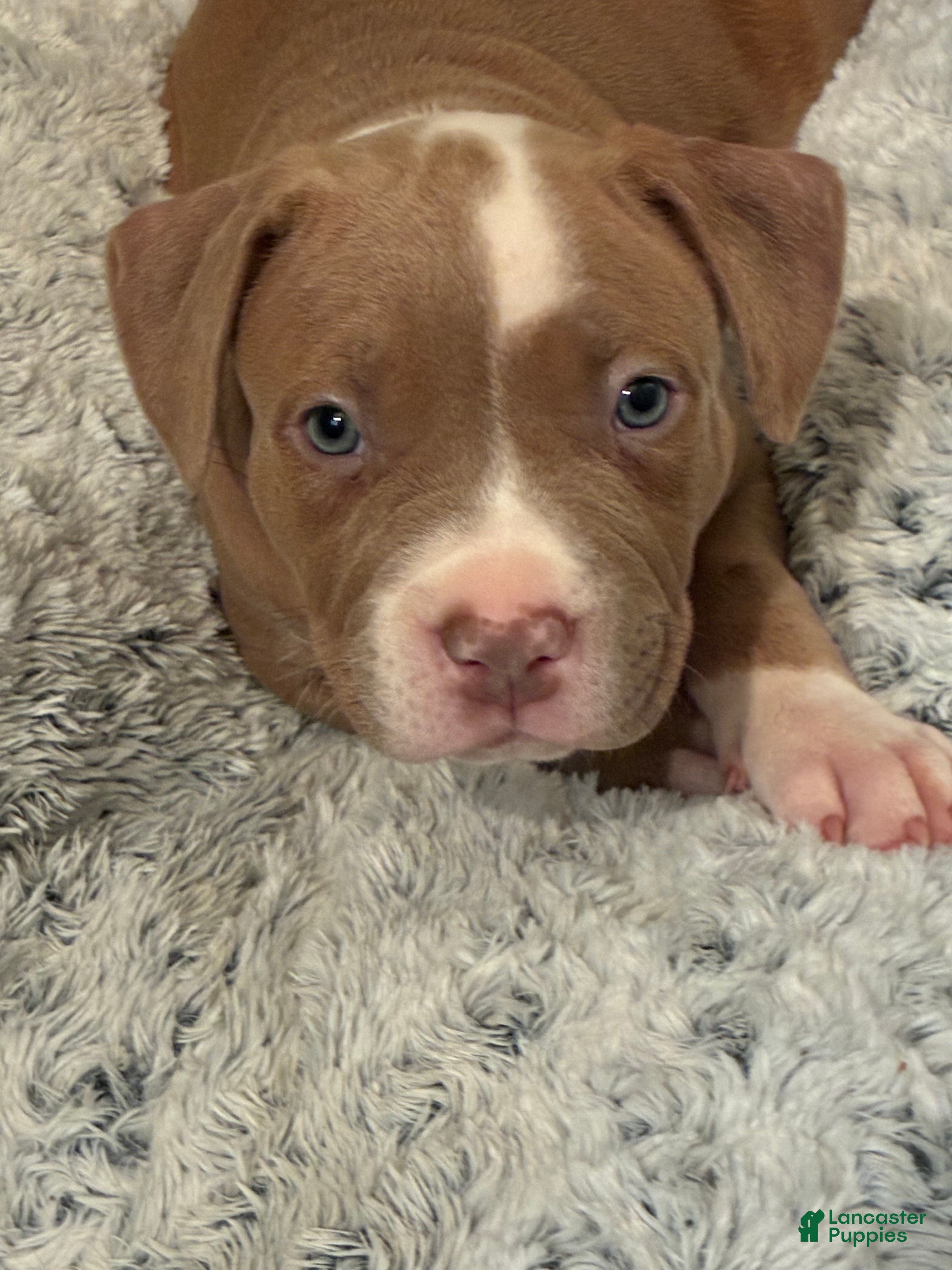 American Bully dogs Mini - Ad 1