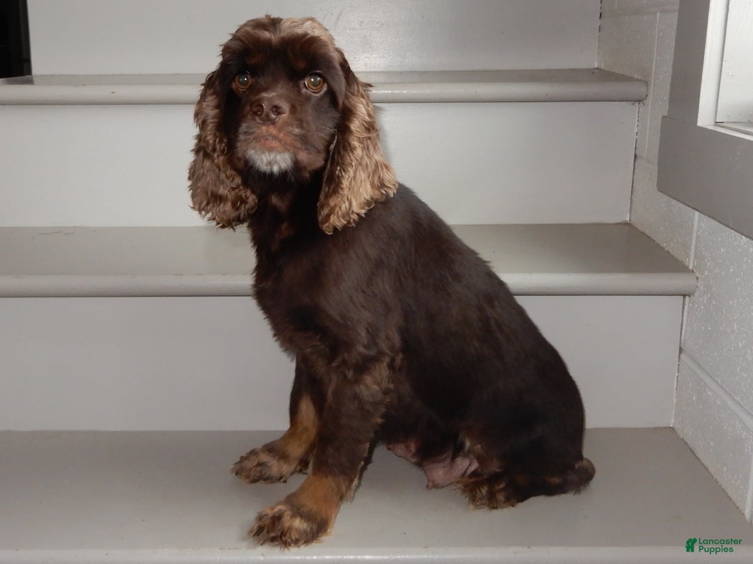 Cockapoo dogs for sale: Ricco - Ad 7