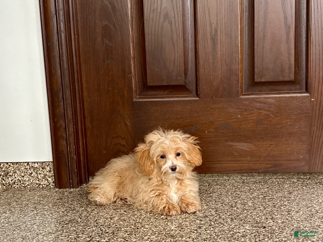Maltipoo dogs for sale: Maltipoo Male Puppy 2 - Ad 1