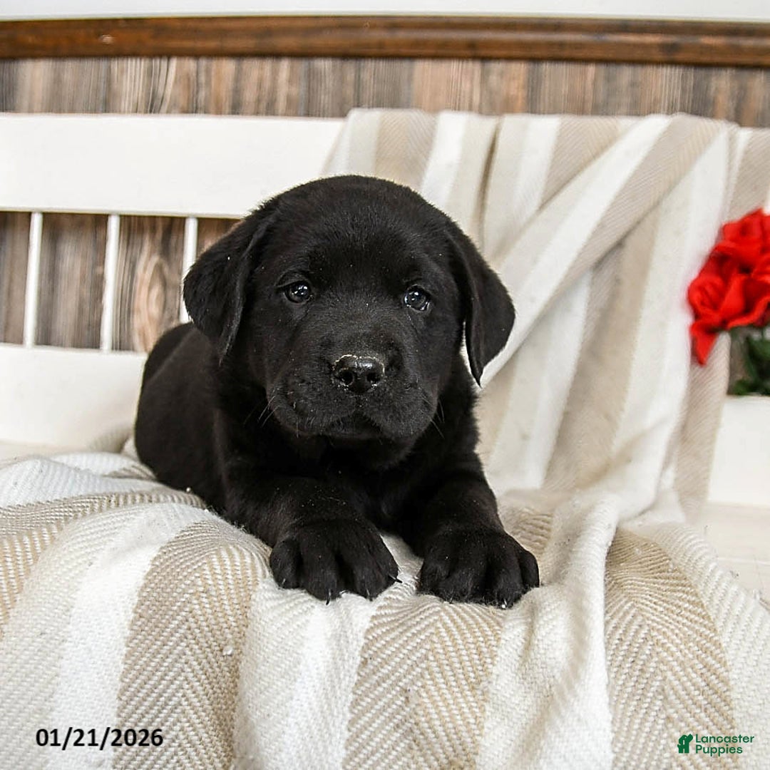 Labrador Retriever dogs for sale: Cream Puff - Ad 1