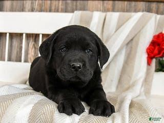 Labrador Retriever dogs Cream Puff - Ad 7