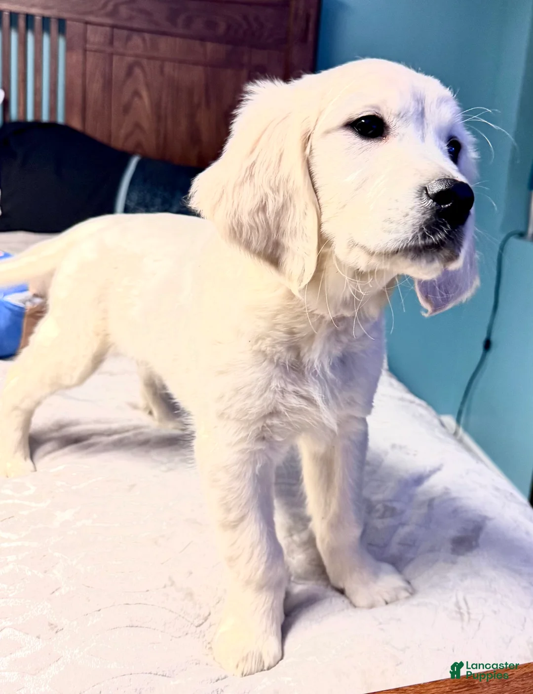 Golden Retriever dogs for sale: Purple Collar Girl - Ad 2