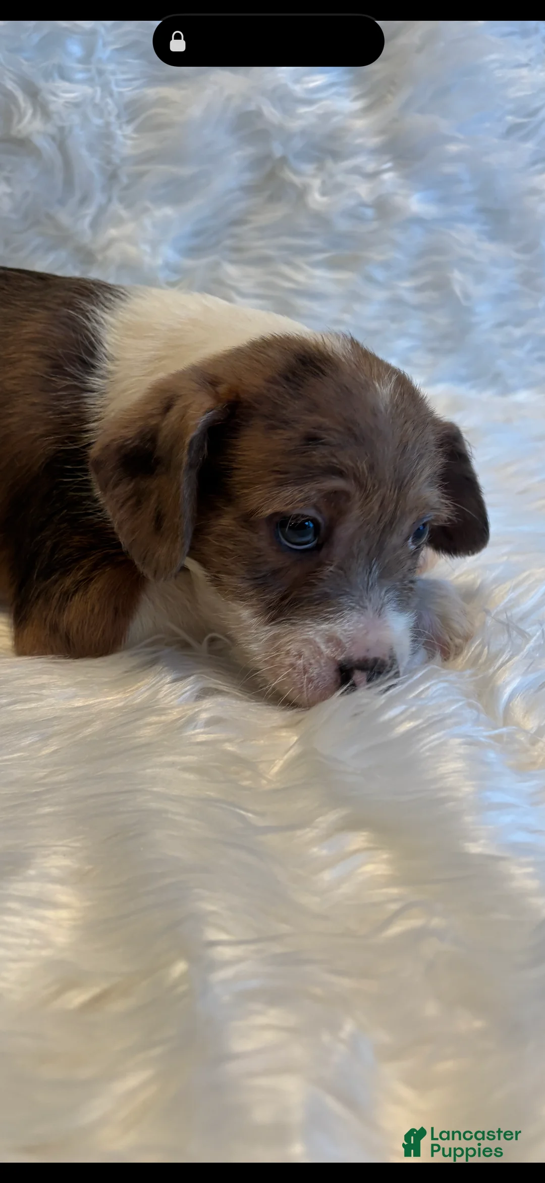 Mixed Breed dogs for sale: Mixed Breed Puppy 1 - Ad 2