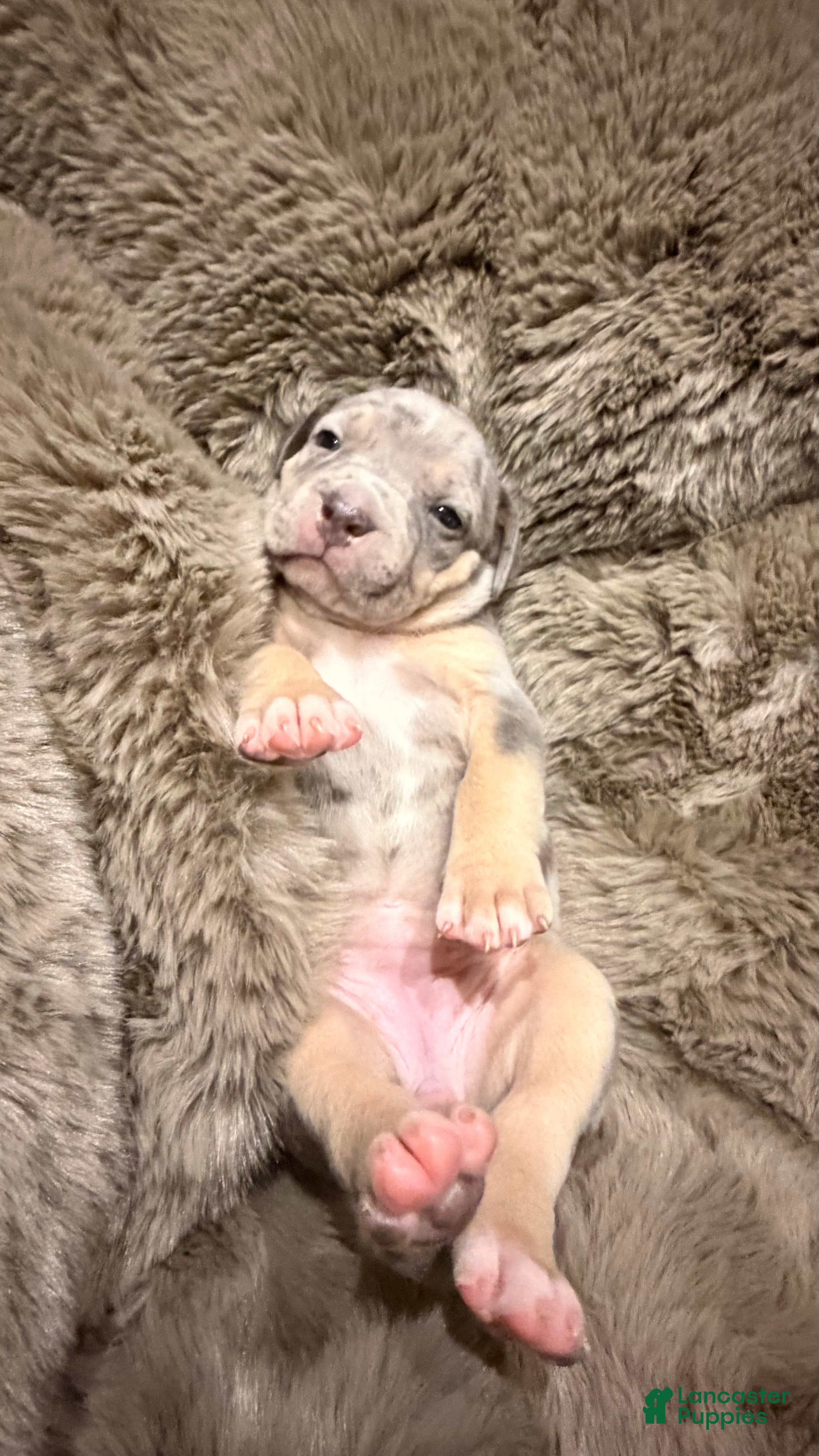 American Bully dogs Lola - Ad 2