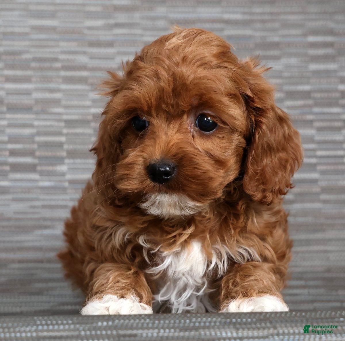 Cockapoo dogs Saturn - Ad 2