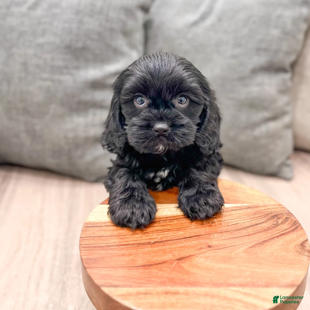 Cavapoo dogs for sale: Bruno - Ad 2