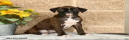 Boxer dogs for sale: Brittany - Ad 1