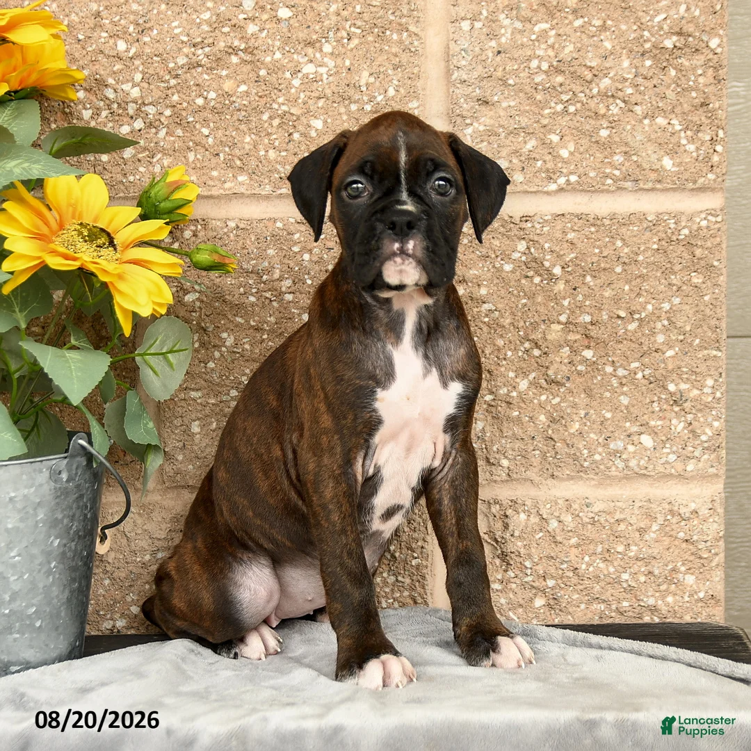Boxer dogs for sale: Brittany - Ad 1