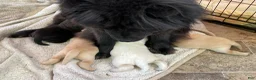 Mixed Breed dogs for sale: Chowski girl 1 - Ad 5
