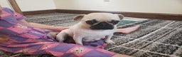 Pug dogs for sale: Pippi - AKC - Ad 6